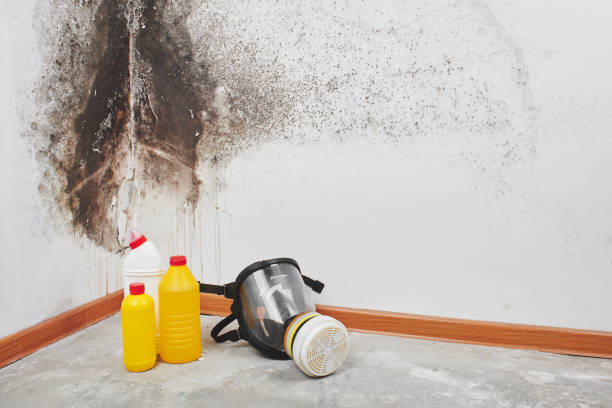 Best Fast Mold Removal  in Whiskey Creek, FL