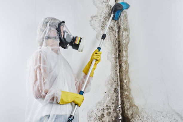 Mold Testing and Removal in Whiskey Creek, FL