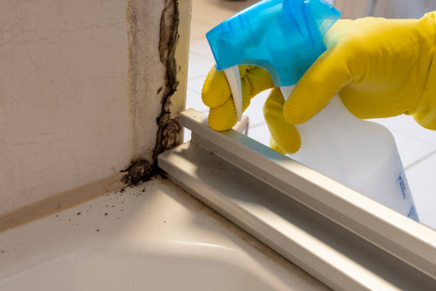 Best Certified Mold Removal  in Whiskey Creek, FL