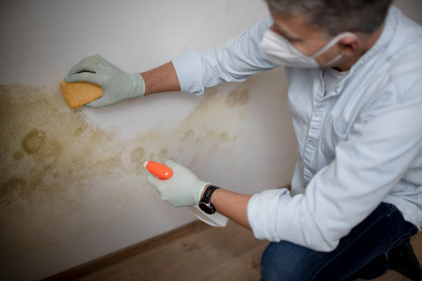 Best Mold Removal Company Near Me  in Whiskey Creek, FL