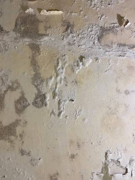 Best Office Mold Removal Services  in Whiskey Creek, FL