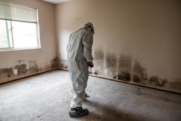 Professional Mold Removal in Whiskey Creek, FL