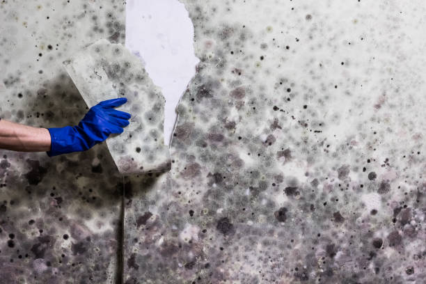 Mold Removal and Inspection in Whiskey Creek, FL